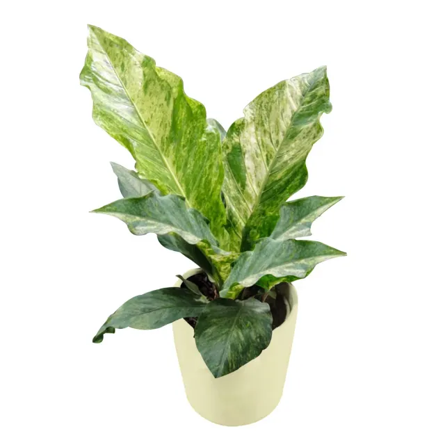 XL-Bloom 09 Hookerii Variegata jonge plant stekje bont