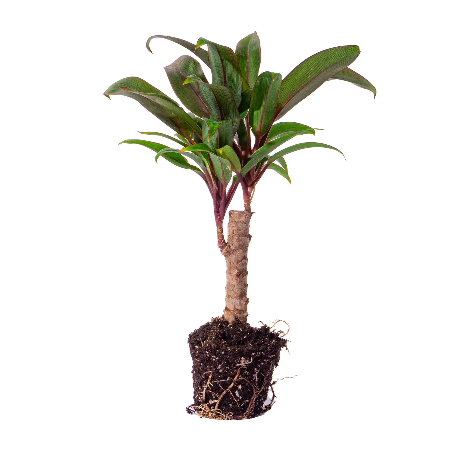 Urbanjungl Cordyline fruticosa Purple Compacta mini-palm