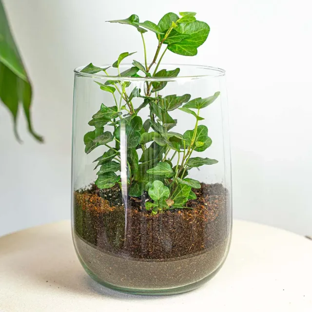 Urbanjungl Vaas Martin DIY kit 17 cm met ficus of hedera