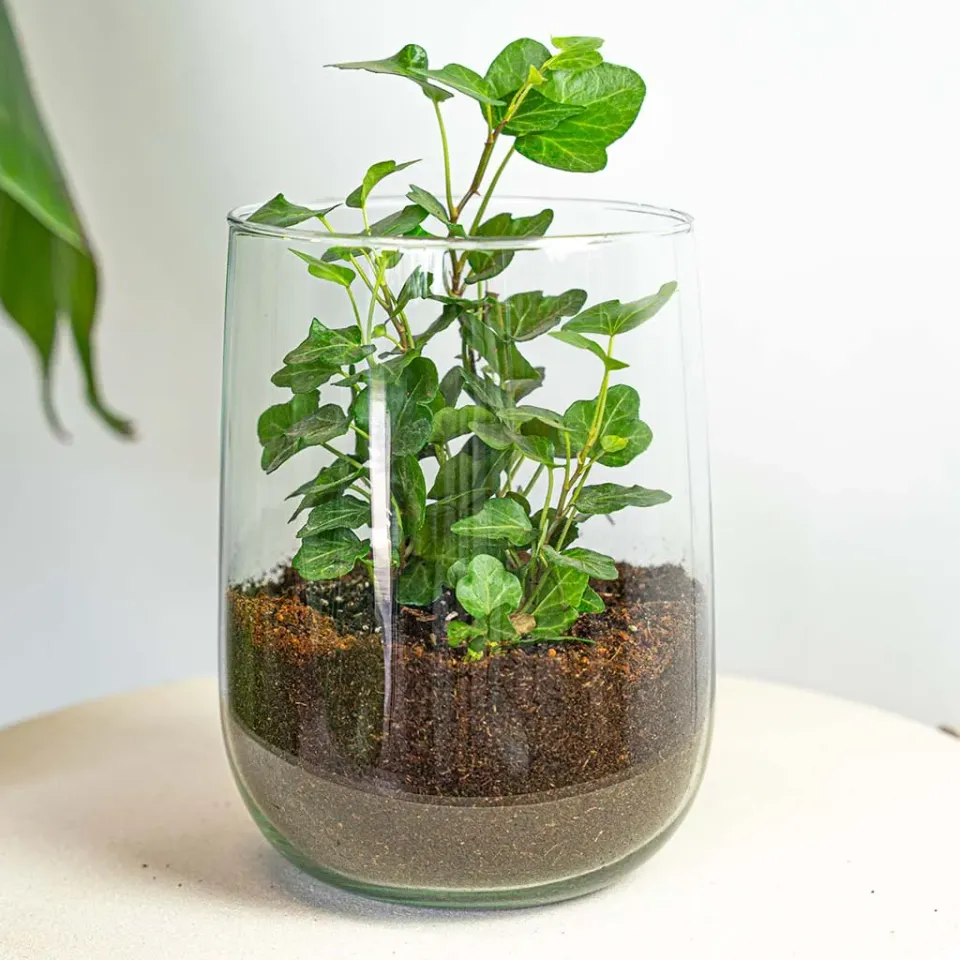 Urbanjungl Vaas Martin DIY kit 17 cm met ficus of hedera