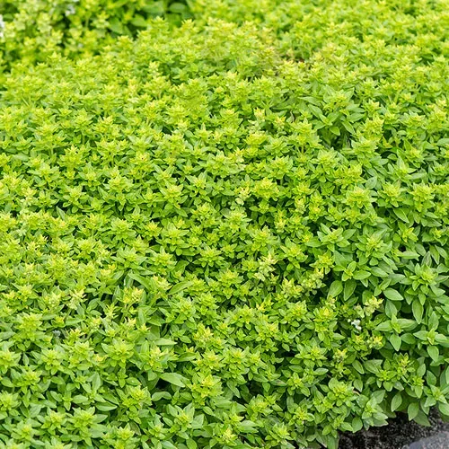 The Natural World Basilicum Bush Ball plant P9 eetbaar