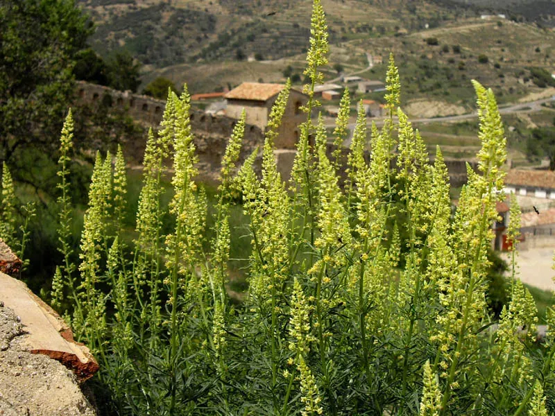 The Natural World Reseda luteola wouw zaden verfplant