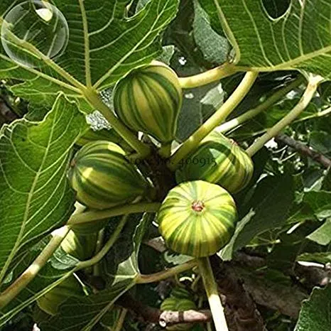 The Natural World Ficus carica Panache vijgenplant gestreept