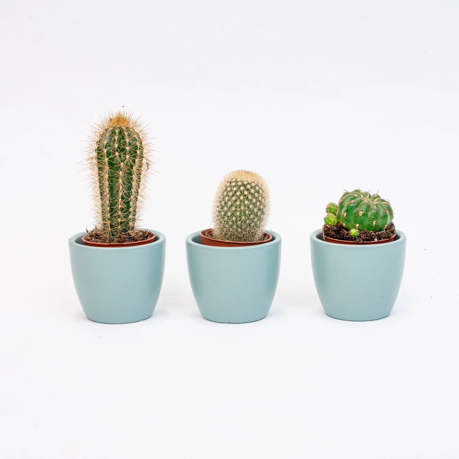 Urbanjungl Cactus mix cactusset 3 stuks blauw pot 6 cm