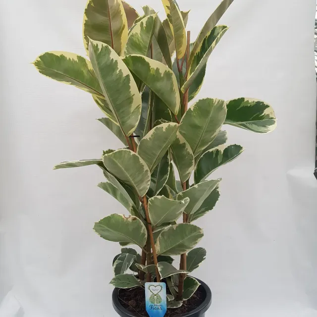 Tuincentrum Heerdink Ficus elastica Tineke rubberboom 110 cm