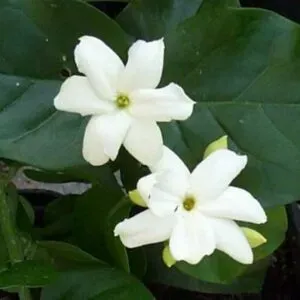 The Natural World Jasminum sambac jasmijnplant geurend eetbaar