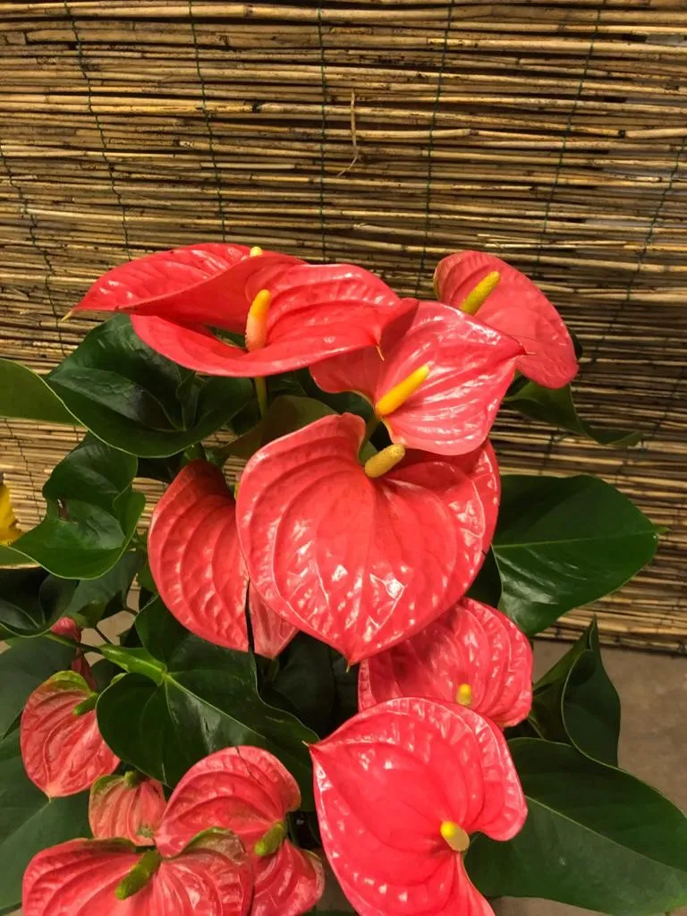 XL-Bloom YoungPlants XL.31 Arisa Pink jonge plant eetbaar