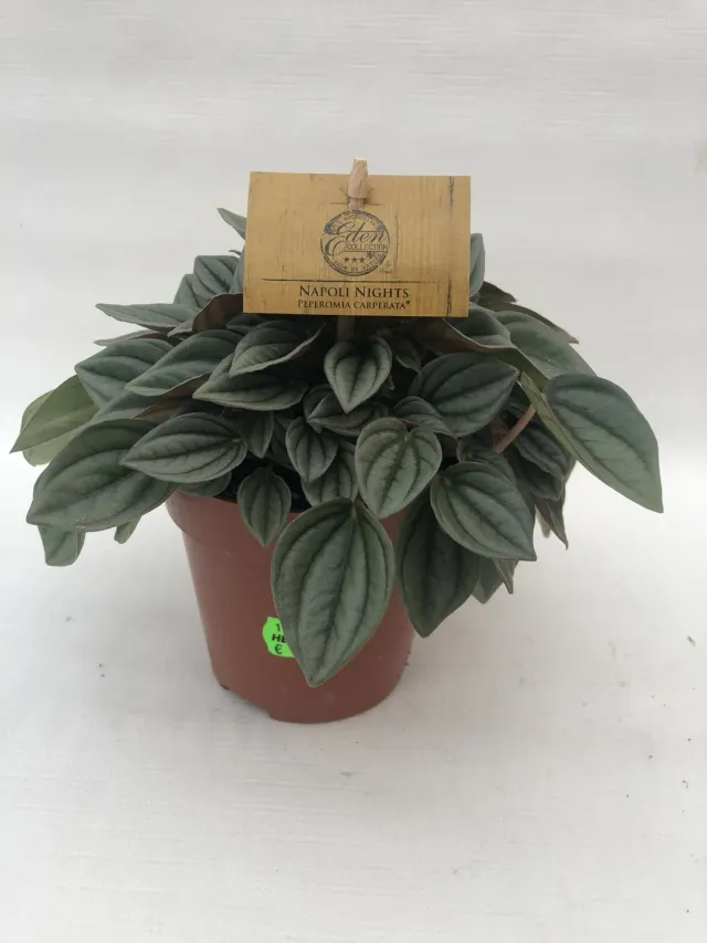 Tuincentrum Heerdink Peperomia Napoli Nights kamerplant hangplant