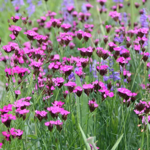 The Natural World Dianthus Carthusianorum plant P9 eetbaar
