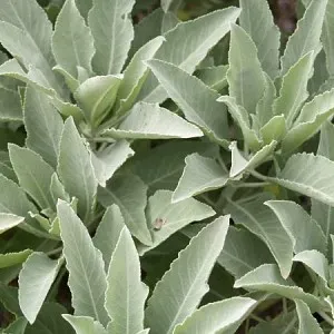 The Natural World Salvia apiana witte salie P9