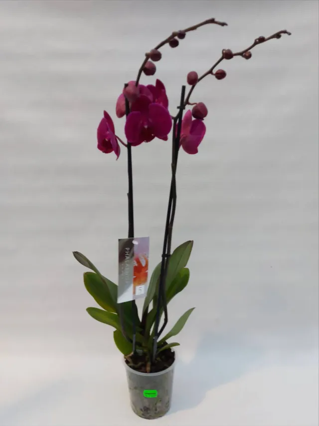 Tuincentrum Heerdink Phalaenopsis orchidee roze