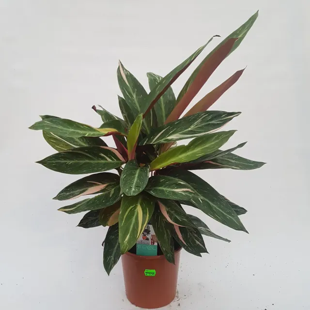 Tuincentrum Heerdink Stromanthe Triostar 60 cm pot 17 bont