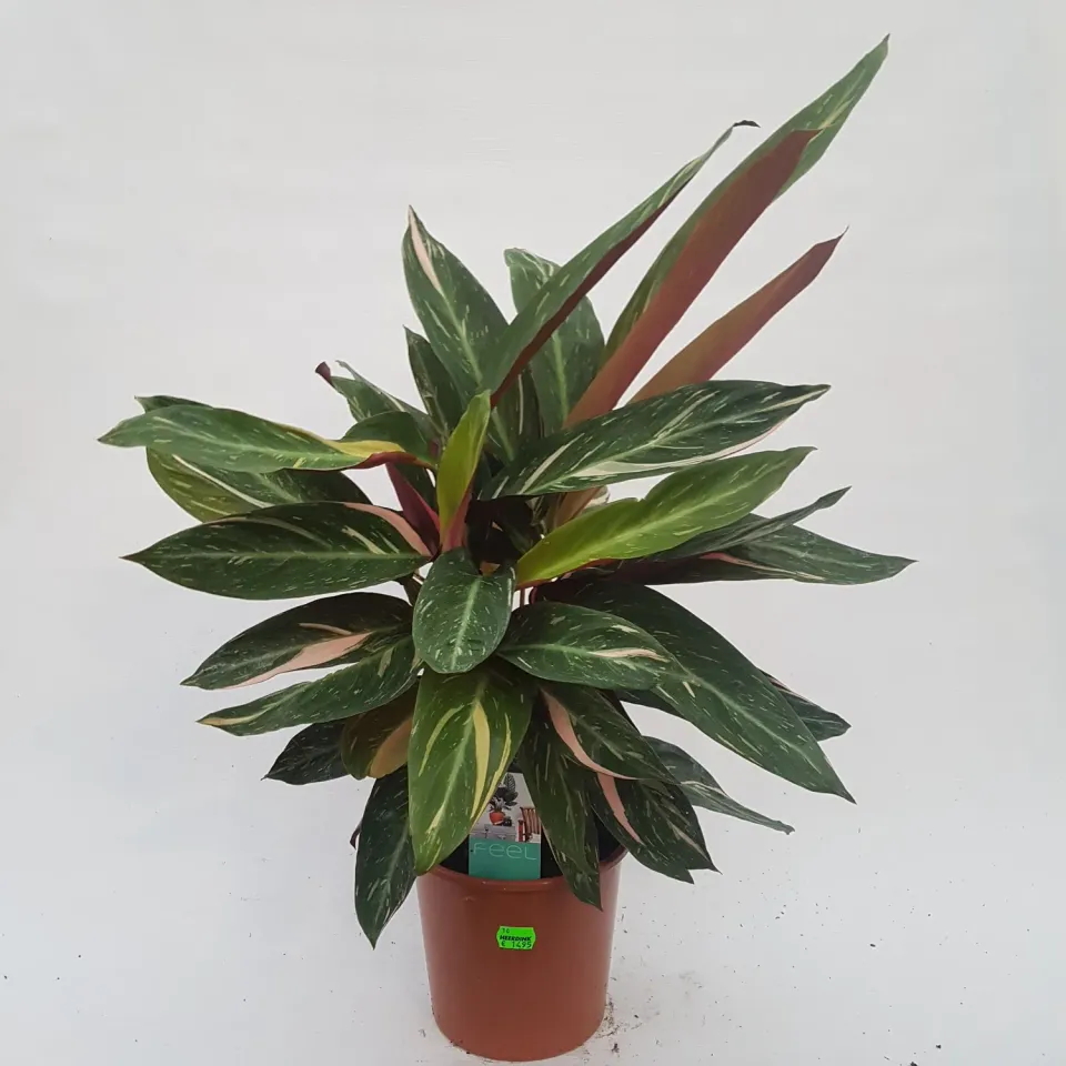 Tuincentrum Heerdink Stromanthe Triostar 60 cm pot 17 bont