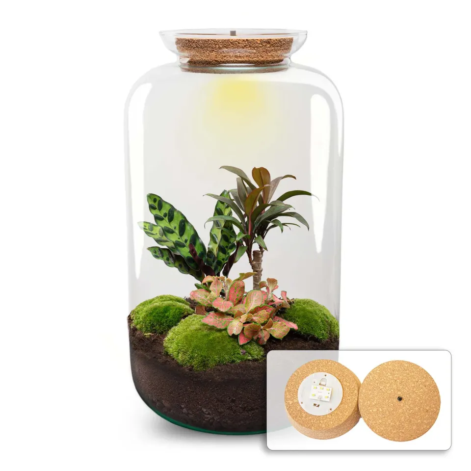 Urbanjungl Sven XL Palm Terrarium met Licht Ø23 cm
