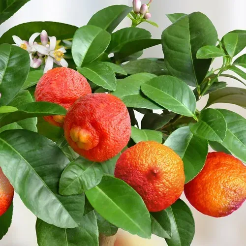The Natural World Red Lime limoenboom citrus eetbaar
