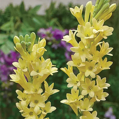 The Natural World Polianthes Super Gold plant P12 geurend