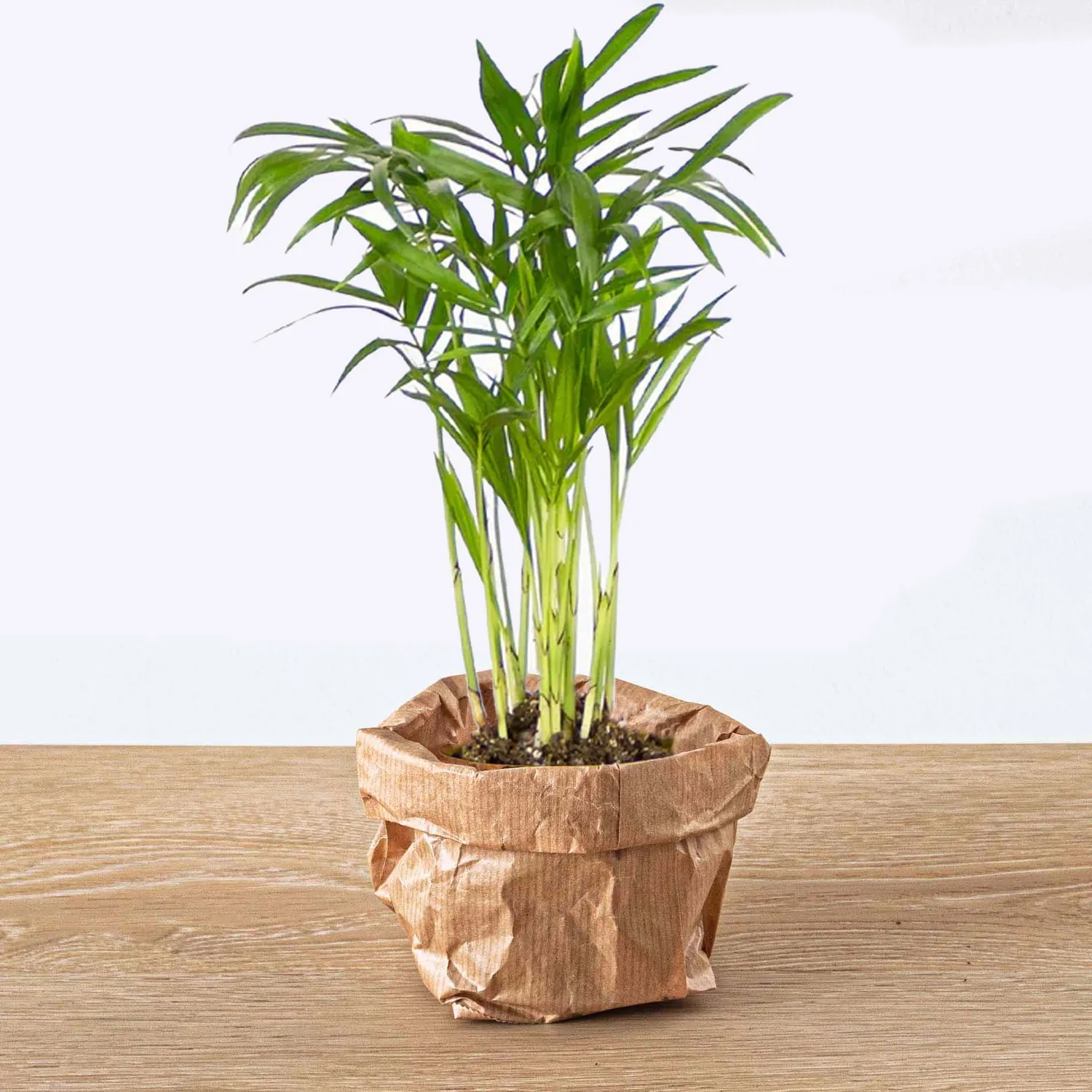 Urbanjungl Bergpalm Chamaedorea elegans baby plant 6 cm
