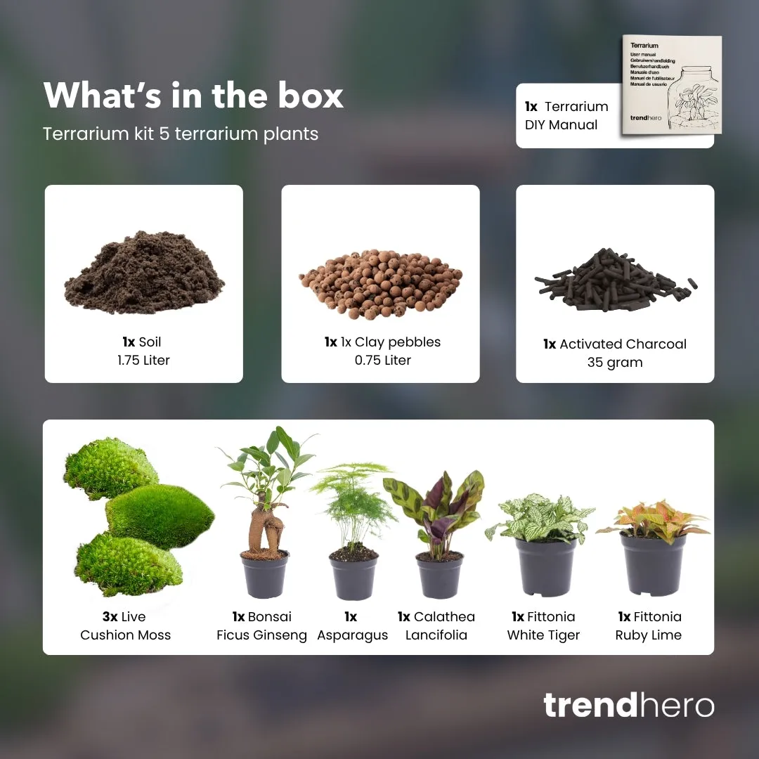 Urbanjungl Terrarium Startpakket 5 planten L/XL met mos