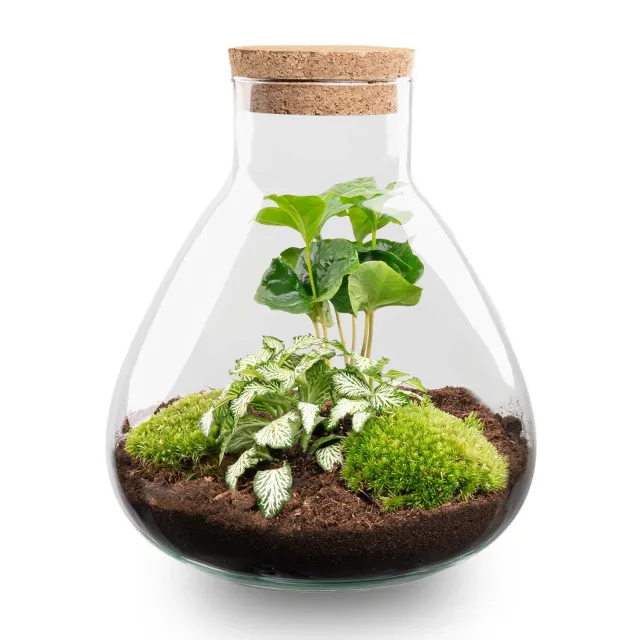 Urbanjungl Sammie terrarium DIY kit coffea white tiger Ø 22,5 cm