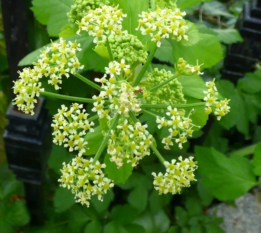 The Natural World Smyrnium olusatrum plant P9 eetbaar