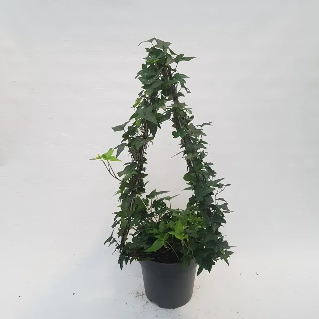 Tuincentrum Heerdink Hedera helix klimop groenblijvend