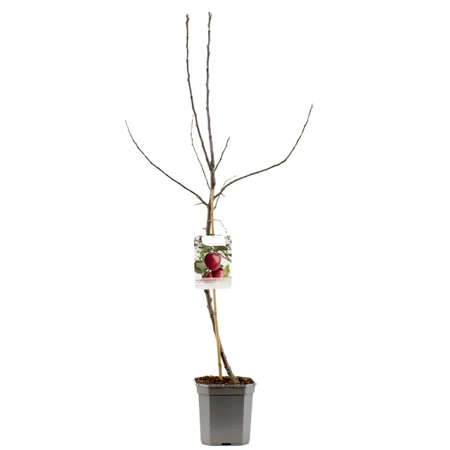 Tuincentrum Heerdink Gloster appelboom bewaarappel