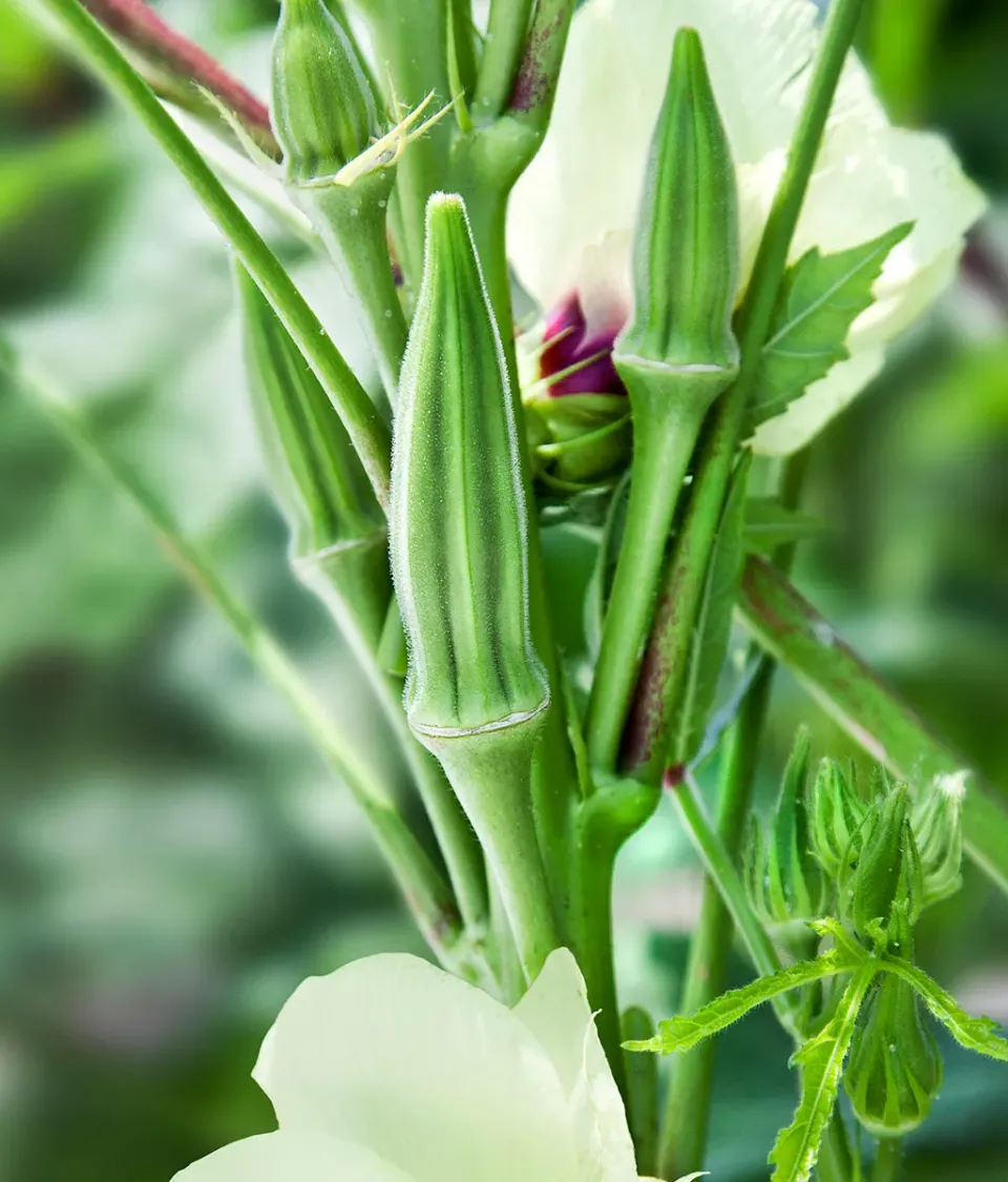 The Natural World Okra Clemson Spineless moestuinplant milde peul