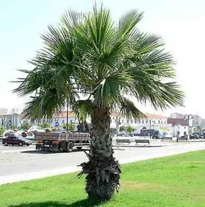 The Natural World Washingtonia robusta waaierpalm C5 pot zon