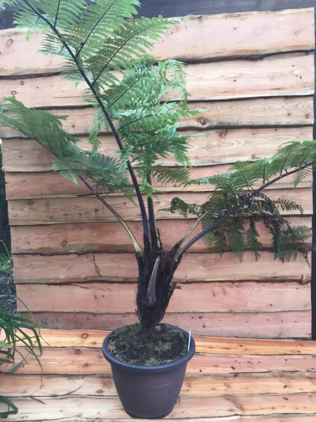 The Natural World Cyathea medullaris boomvaren groot blad