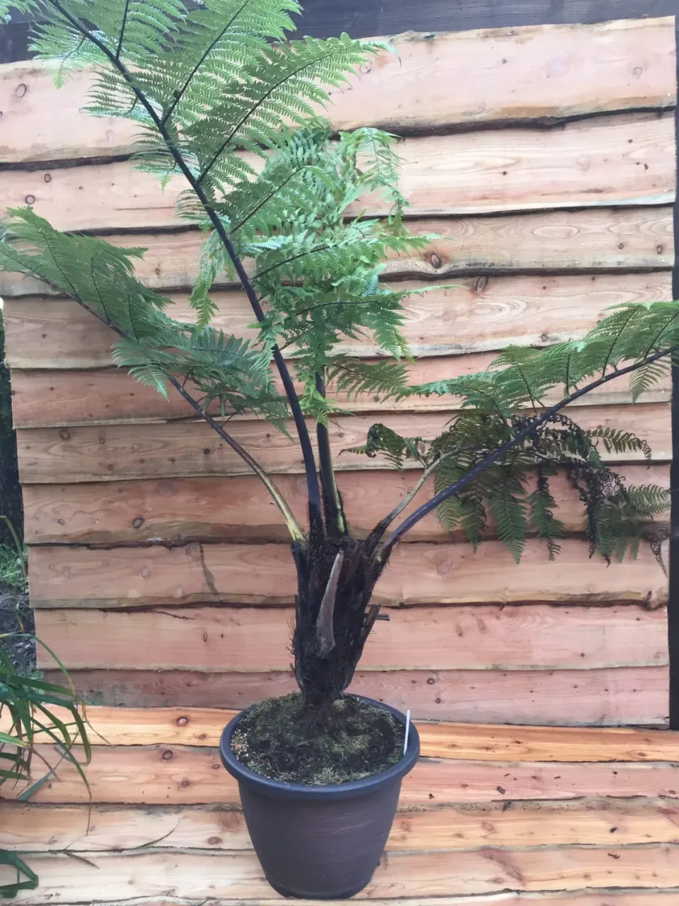 The Natural World Cyathea medullaris boomvaren groot blad