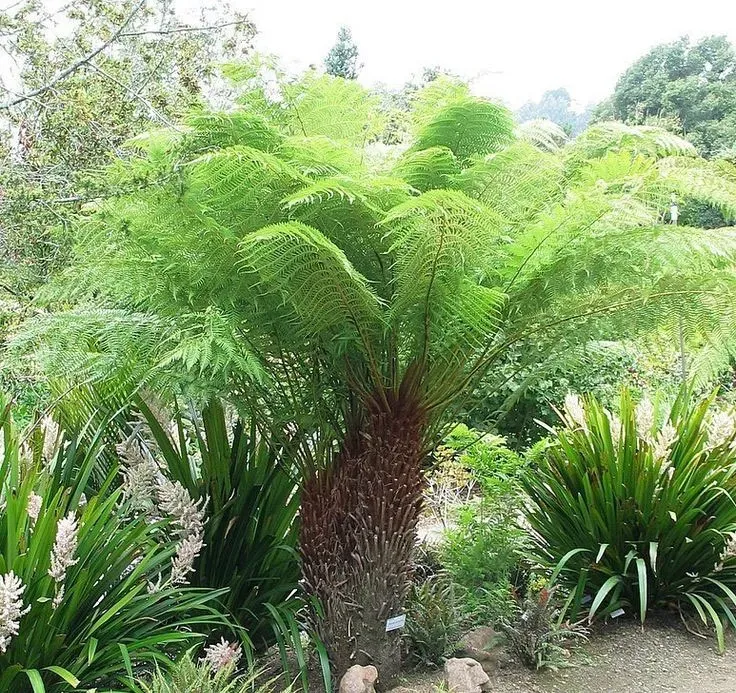 The Natural World Dicksonia antarctica zaden varen