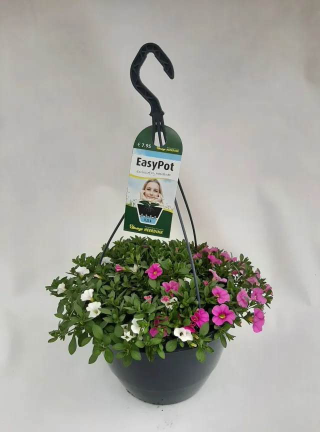 Tuincentrum Heerdink Calibrachoa Mix hangplant gemengd