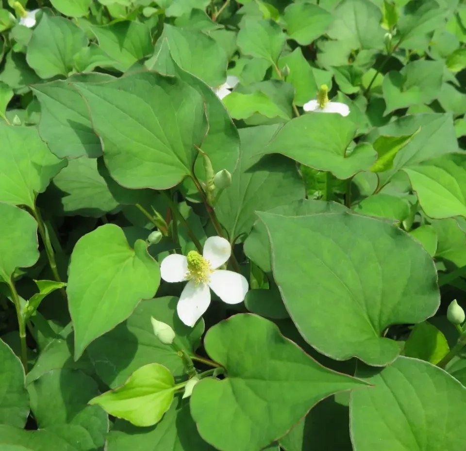 The Natural World Houttuynia cordata plant P9 eetbaar