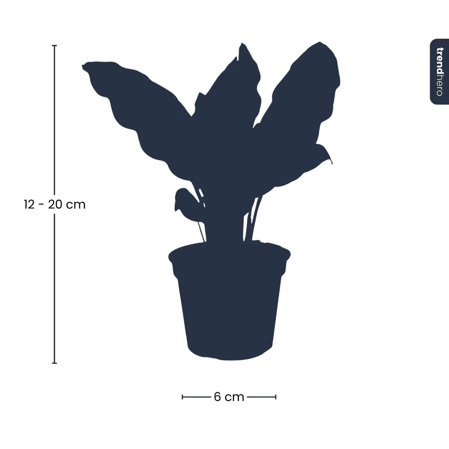 Urbanjungl Calathea Lancifolia terrariumplant pot 6 groen