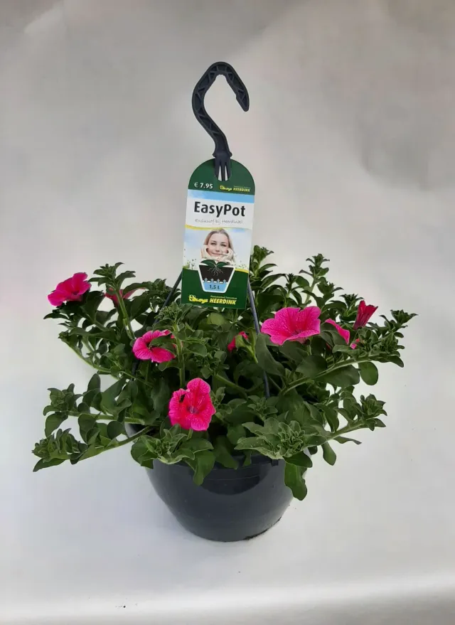 Tuincentrum Heerdink Hot Rose hangpetunia roze hangplant