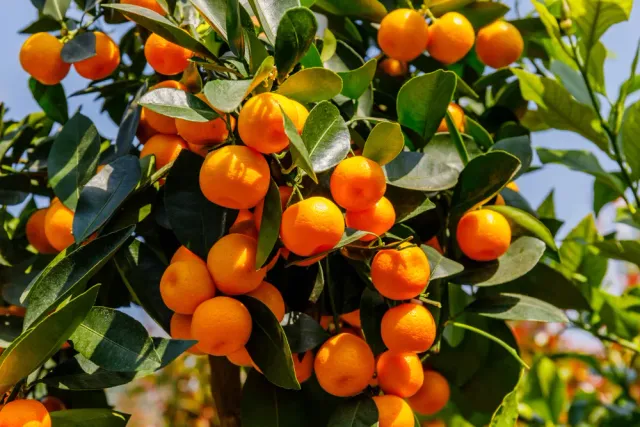 The Natural World Citrus microcarpa calamondin citrusplant