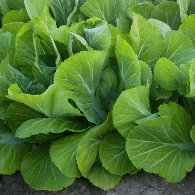 The Natural World Amsoi mosterdkool plant eetbaar