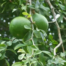 The Natural World Aegle marmelos zaden bael fruit