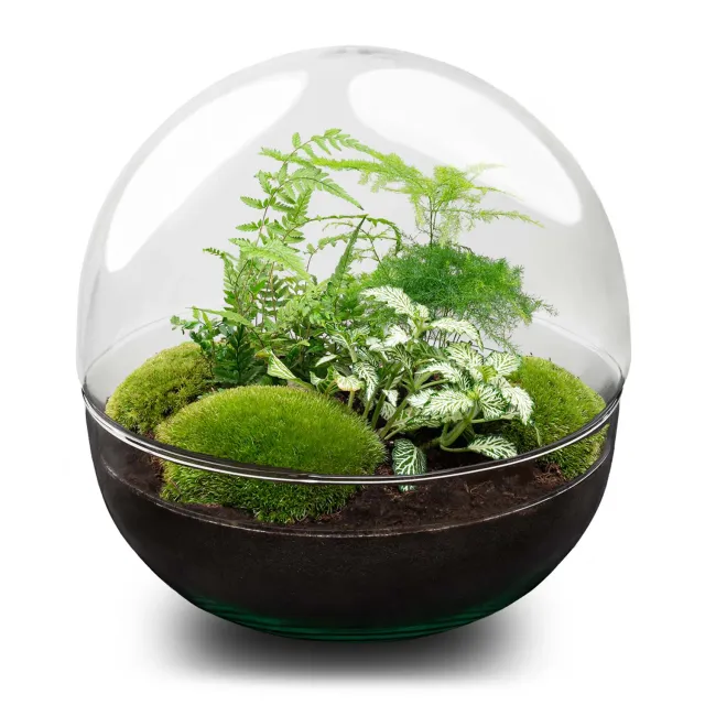 Urbanjungl Dome XL planten terrarium DIY kit 28 cm stolp