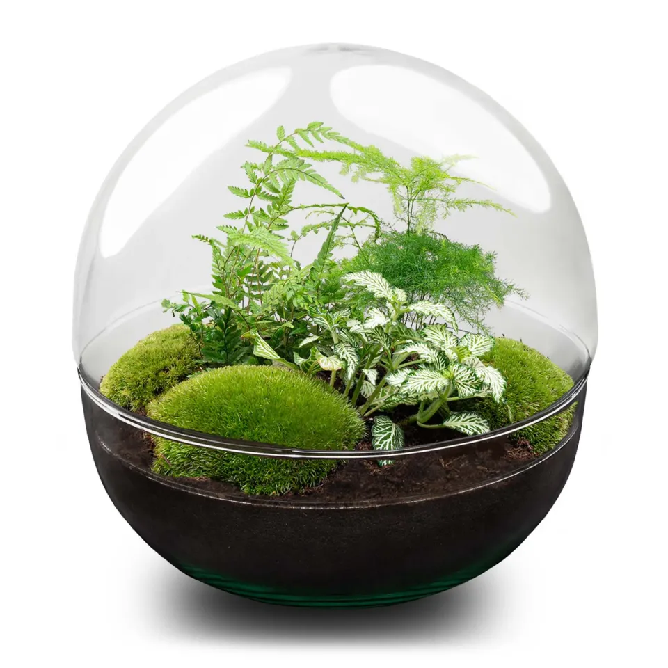 Urbanjungl Dome XL planten terrarium DIY kit 28 cm stolp
