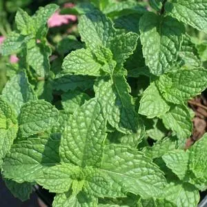 The Natural World Mentha x villosa muntplant P9 pot
