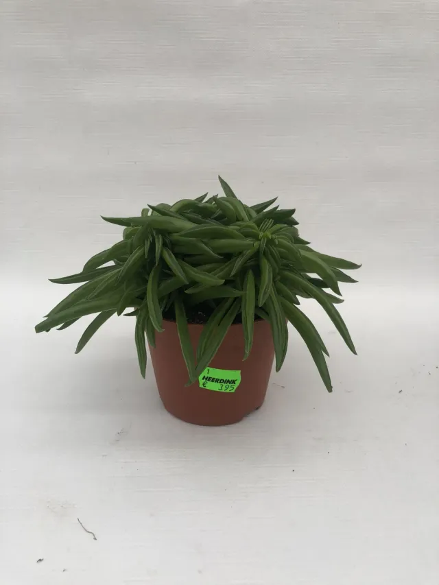 Tuincentrum Heerdink Peperomia Ferreyrae Happy Bean Vetplant