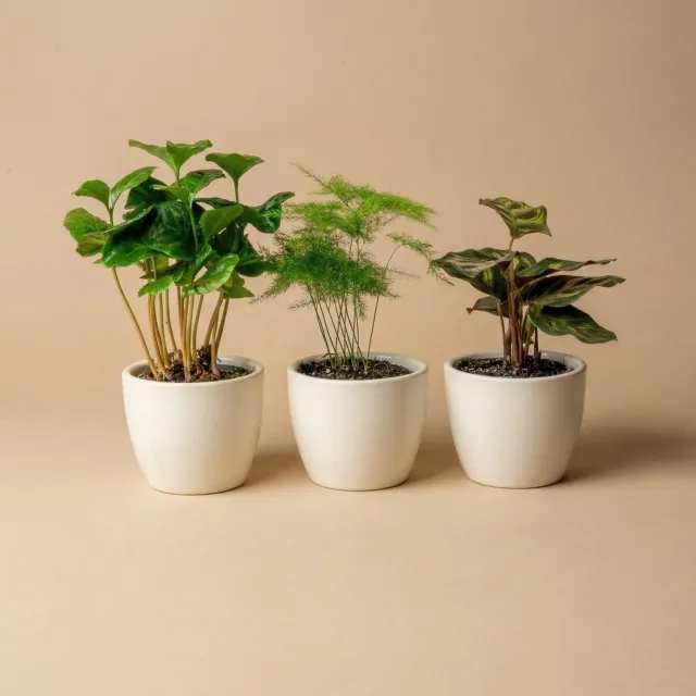 Urbanjungl Plantenset 3 Mini Pot Ø6 cm planten blauw