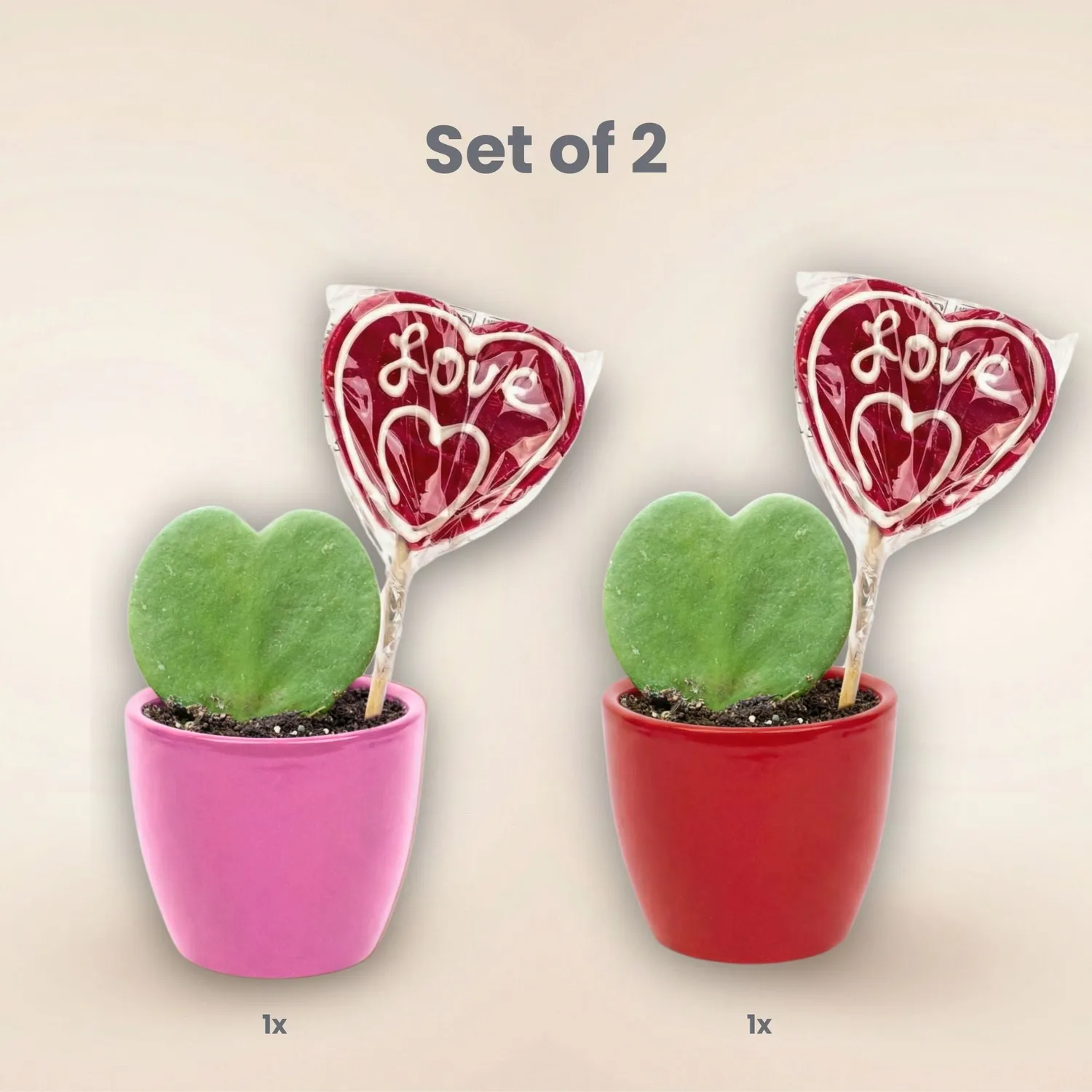 Urbanjungl Sweetheart plant set hartjesplant rode pot