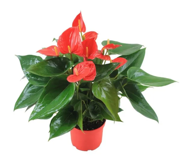 XL-Bloom YoungPlants XL.15 Hello Red plant eetbaar