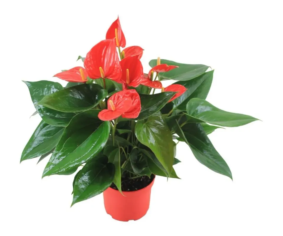 XL-Bloom YoungPlants XL.15 Hello Red plant eetbaar