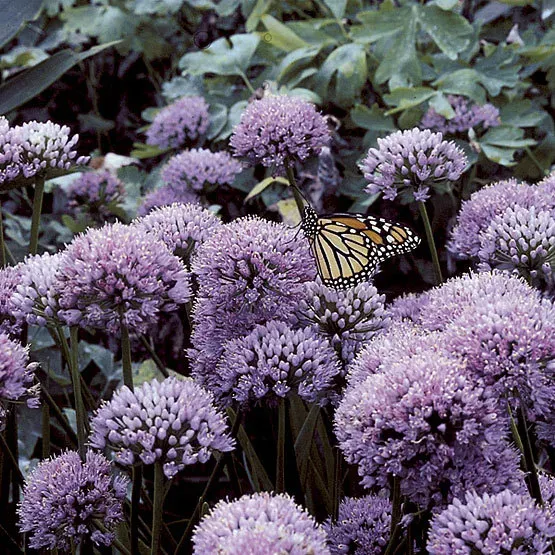 The Natural World Allium senescens plant P9 eetbaar