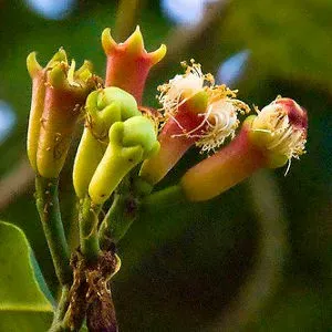 The Natural World Syzygium aromaticum kruidnagelplant P9
