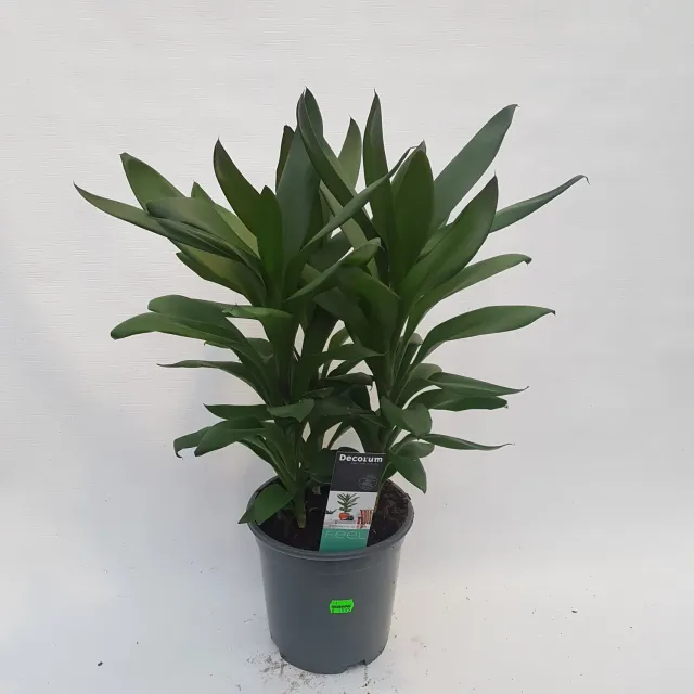 Tuincentrum Heerdink Cordyline glauca geluksplant smal blad