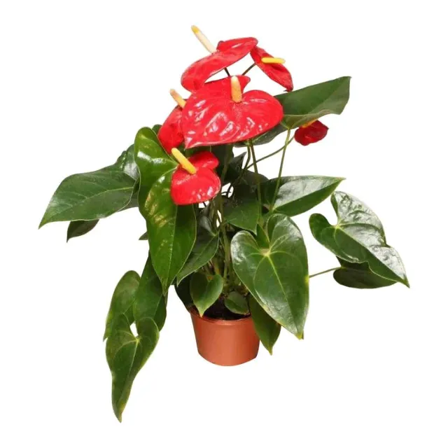 XL-Bloom YoungPlants XL.120 aardbeiplant Sakura Red